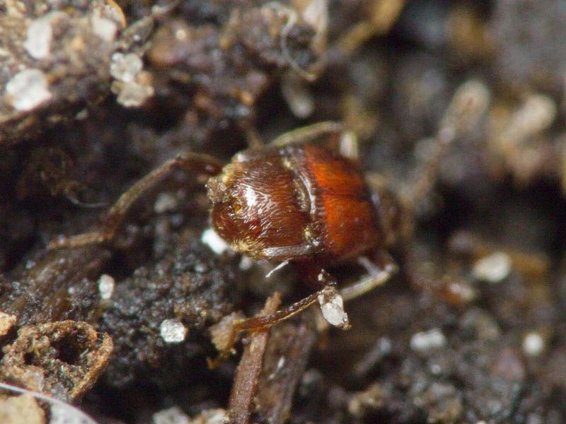 Brachygluta haematica (Reichenbach, 1816)